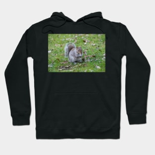 Wild Grey Squirrel Hoodie